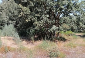 Pazos de Olás 6080&nbsp;m² 
