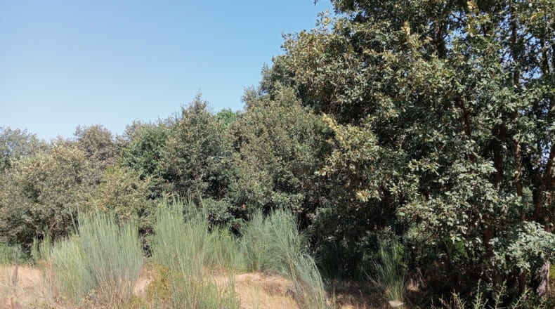 Orense - A Bola - 6080m2
