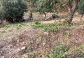 Parcela urbanizable en venta en la Serra Brava, ref: TR93064 foto