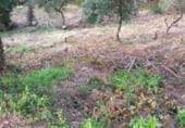Parcela urbanizable en venta en la Serra Brava, ref: TR93064 foto