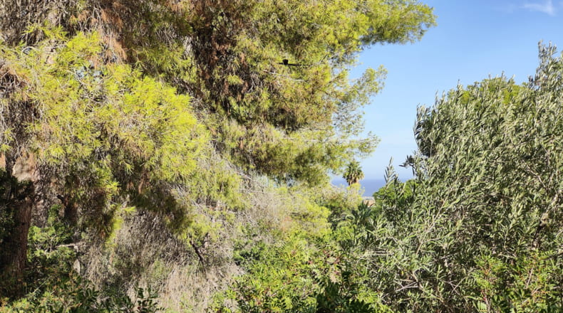 Alicante - Alfaz del Pi - 17230m2