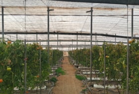 Foto 10