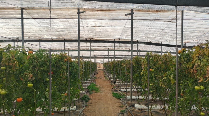 Granada - Vélez de Benaudalla - 18000m2