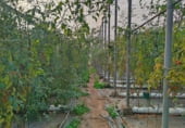 Terreny no urbanitzable en venda a la Camino las Cuevas de Melero, Vélez de Benaudalla, ref.: TR93142 foto