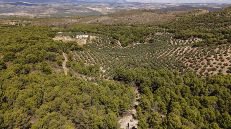 Granada - Iznalloz - 150000m2