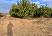 Non-developable land for sale on Camí Tossalet, Sudanell, ref: TR92815 photo