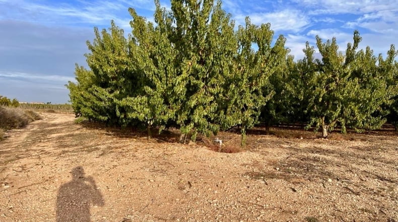 Lérida - Sudanell - 20325m2