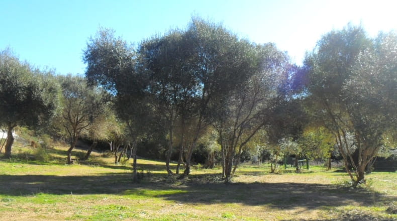 Málaga - Casares - 150000m2