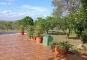 Finca rústica en venda a la Carretera Olivares-Sanlúcar La Mayor, Olivares, ref.: TR93252 foto