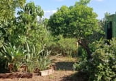 Finca rústica en venda a la Carretera Olivares-Sanlúcar La Mayor, Olivares, ref.: TR93252 foto