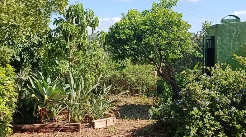Sevilla - Olivares - 22600m2
