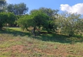 Finca rústica en venda a la Carretera Olivares-Sanlúcar La Mayor, Olivares, ref.: TR93252 foto