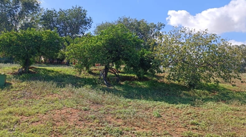 Sevilla - Olivares - 22600m2