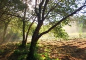 Non-developable land for sale on Bon de Abaixo, ref: TR93604 photo