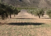 Finca rústica en venta en la Umbría de Peñas Blancas, Yecla, ref: TR98468 foto