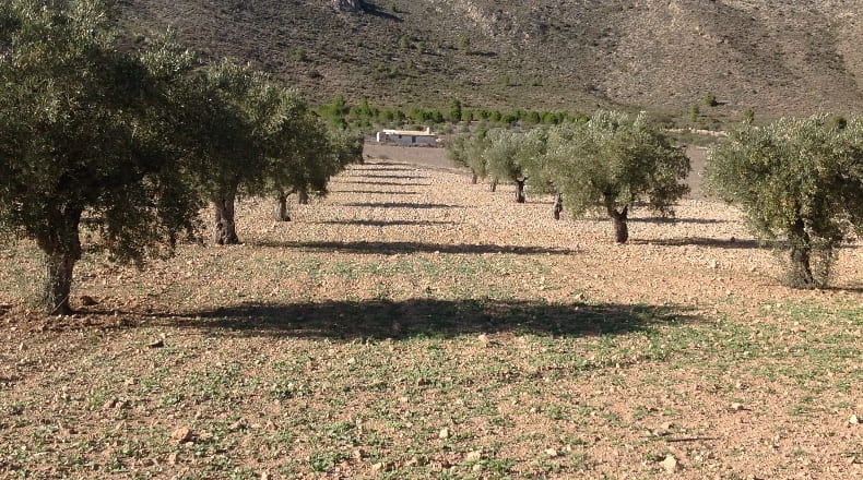 Murcia - Yecla - 3210000m2