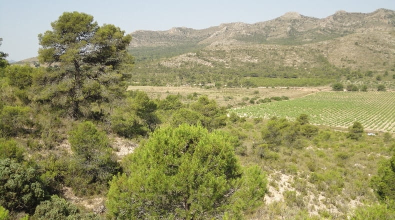 Murcia - Yecla - 3210000m2