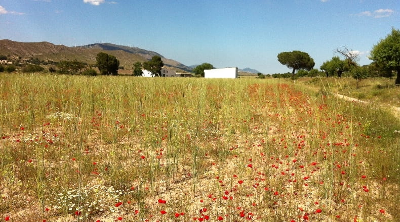 Murcia - Yecla - 3210000m2