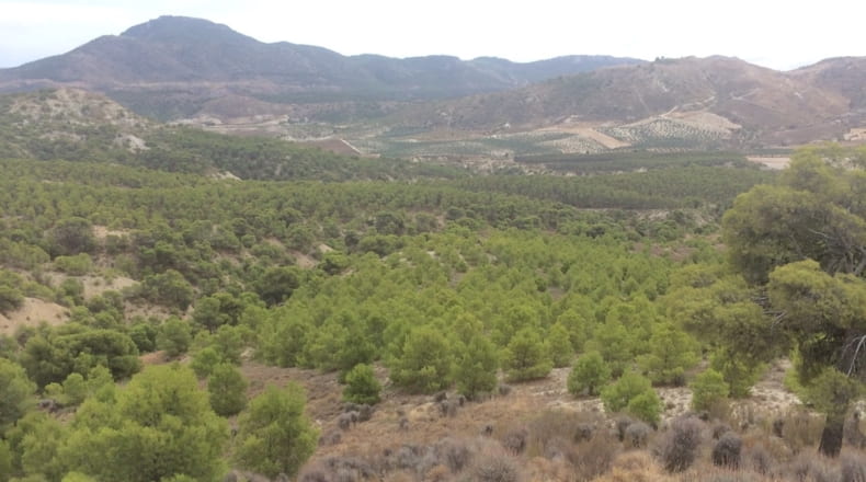 Jaen - Cabra del Santo Cristo - 340300m2