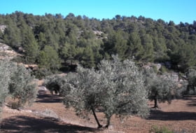 La Fresneda 100000&nbsp;m²