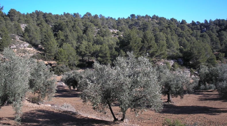 Teruel - La Fresneda - 100000m2