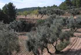 La Fresneda 100000&nbsp;m²