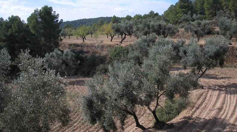 Teruel - La Fresneda - 100000m2
