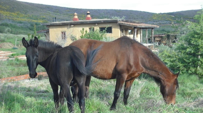 Cáceres - Acebo - 75000m2