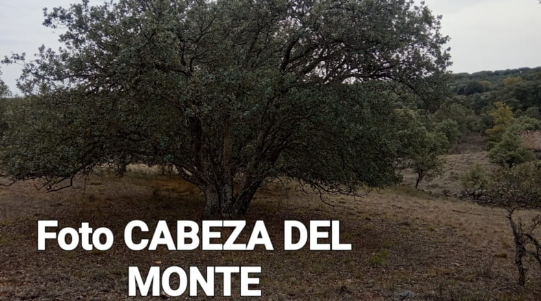 Soria - Yelo - 40000m2