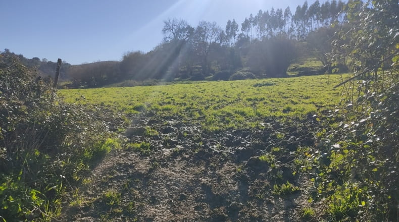 Asturias - Vilde - 6000m2