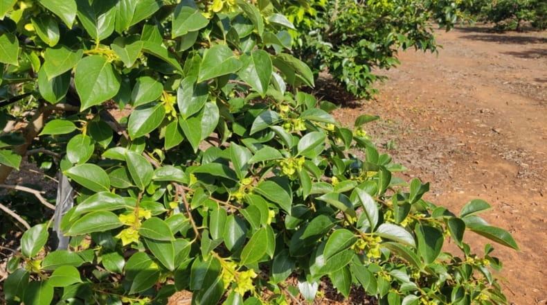 Valencia - La Garrofera - 100000m2