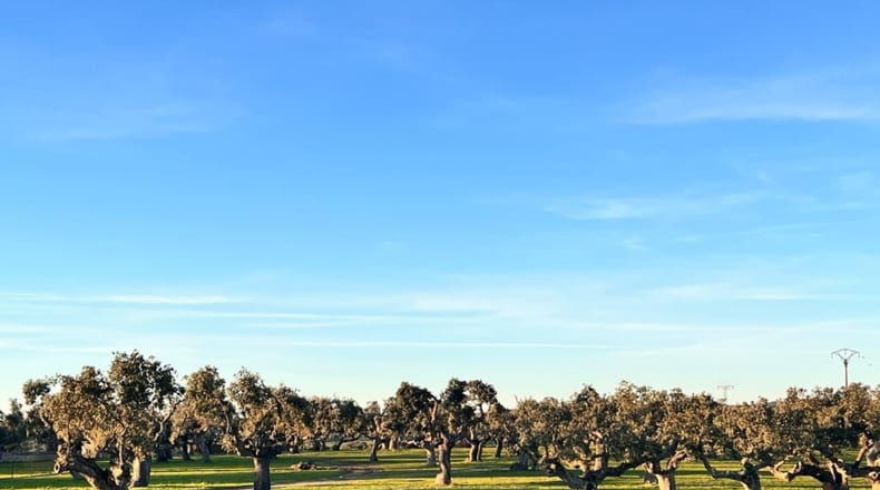Salamanca - Salamanca - 5250000m2