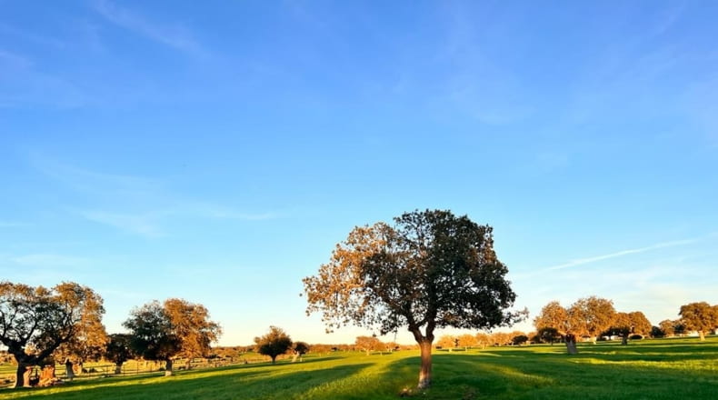 Salamanca - Salamanca - 5250000m2