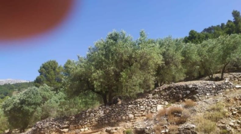Tarragona - Paüls - 4900m2