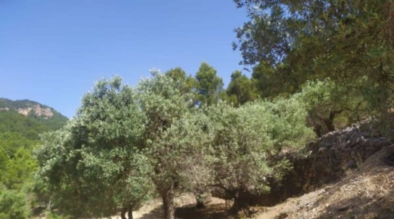 Tarragona - Paüls - 4900m2