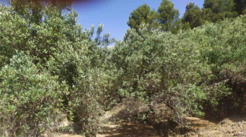 Tarragona - Paüls - 4900m2