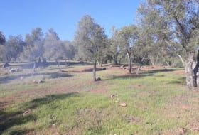 Alanís 40000&nbsp;m² 