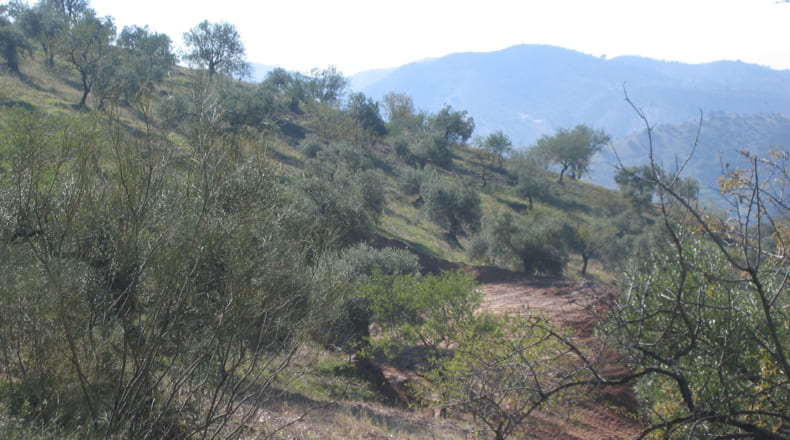 Málaga - Álora - 10000m2