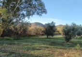 Non-developable land for rent on A-355, Sierra Gorda, ref: TR95712 photo