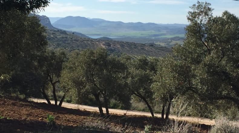 Málaga - Antequera - 17500m2