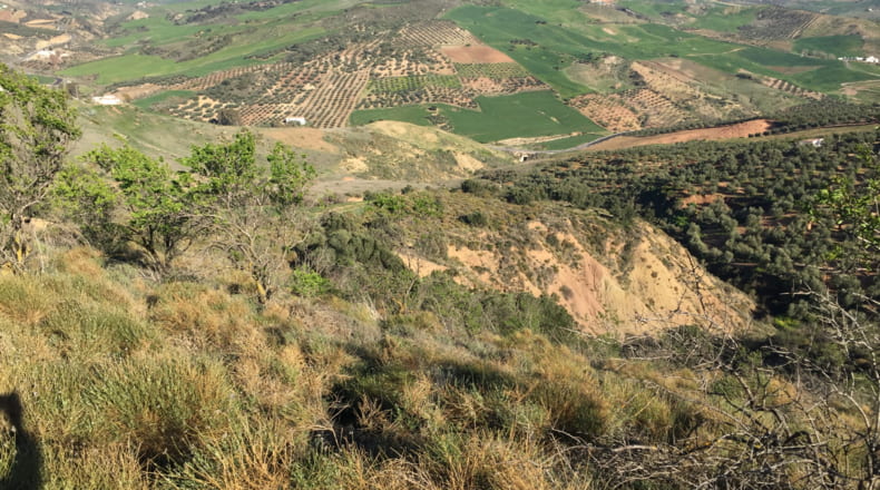 Málaga - Antequera - 17500m2