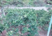 Finca rústica en venda a la Lugar Las Goteras, Santa Brígida, ref.: TR98310 foto