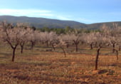 Terreny no urbanitzable en venda a la Rincón de Ademuz, Ademús, ref.: TR98325 foto