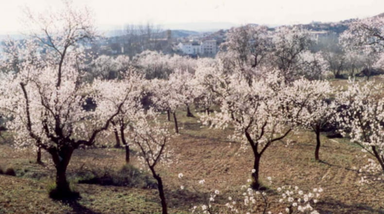 Valencia - Ademuz - 22731m2