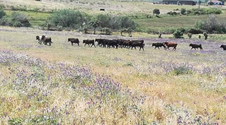 Cáceres - Galisteo - 350000m2