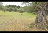 Parcel·la urbanitzable en venda a la MA-3303, Coín, ref.: TR98560 foto