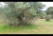 Parcel·la urbanitzable en venda a la MA-3303, Coín, ref.: TR98560 foto