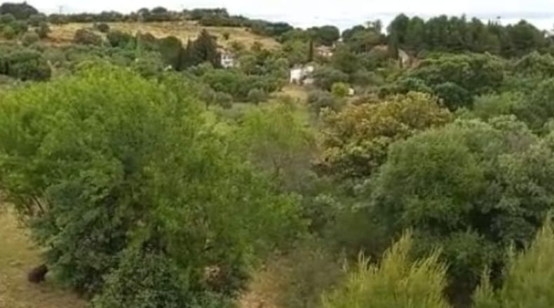 Málaga - Coín - 19132m2