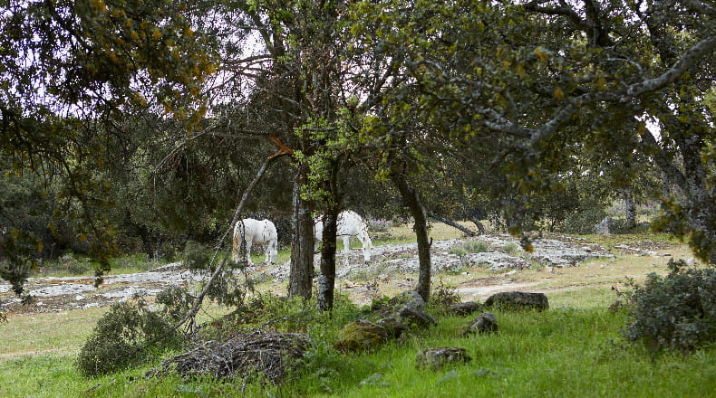 Comunidad de Madrid - Colmenar del Arroyo - 474366m2