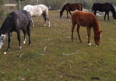 Non-developable land for sale on CAMINO A CHAPINERIA S/N, Colmenar del Arroyo, ref: TR98562 photo